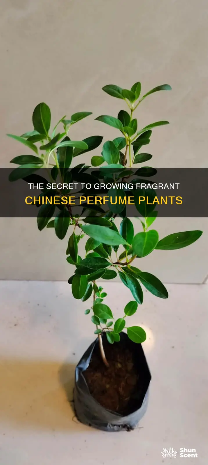 how to grow chinese perfume plant