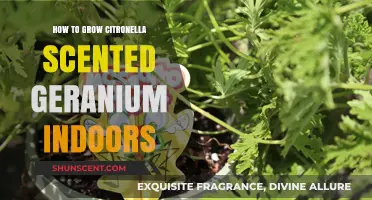 Growing Citronella Scented Geranium Indoors: A Complete Care Guide