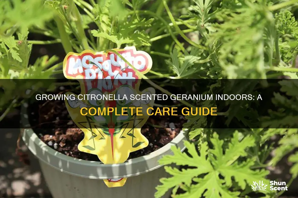 how to grow citronella scented geranium indoors