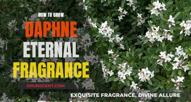 Daphne's Eternal Bloom: Secrets to Growing Fragrant Perennials