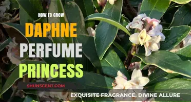 The Secret to Growing Daphne Perfume Princess
