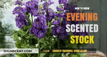 Growing Evening Scented Stock: Tips for Fragrant Nighttime Blooms