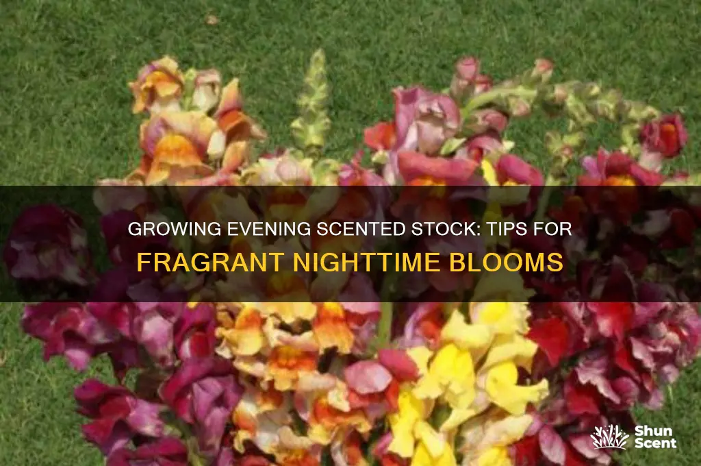 how to grow evening scented stock