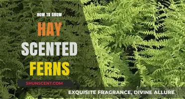 Growing Hay Scented Ferns: Tips for Lush, Fragrant Foliage
