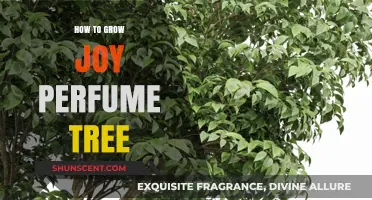 Cultivating Joy: Growing the Joy Perfume Tree