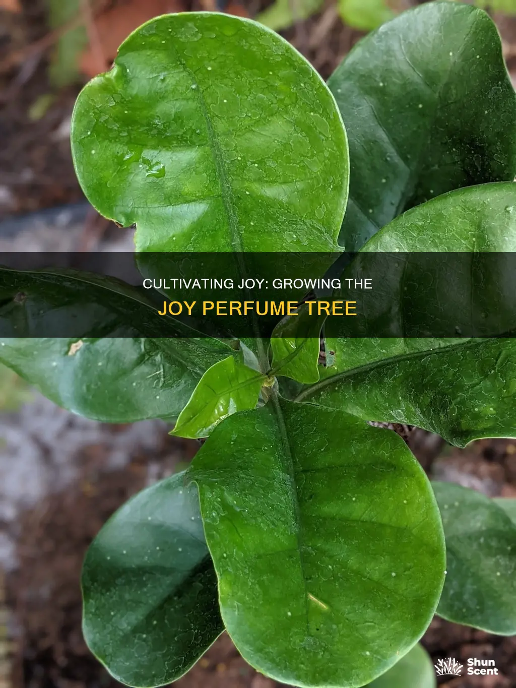 how to grow joy perfume tree