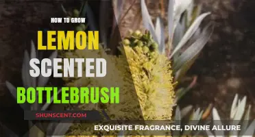Cultivating Lemon Scented Bottlebrush: Essential Tips for Vibrant Growth