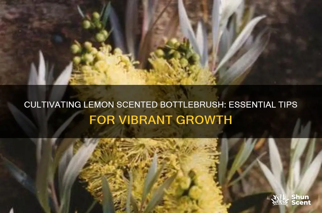 how to grow lemon scented bottlebrush