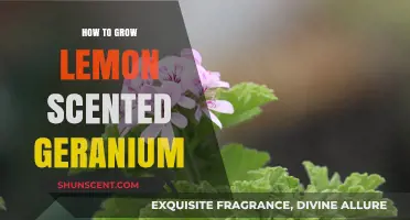 Cultivating Lemon Scented Geranium: Essential Tips for Fragrant Growth