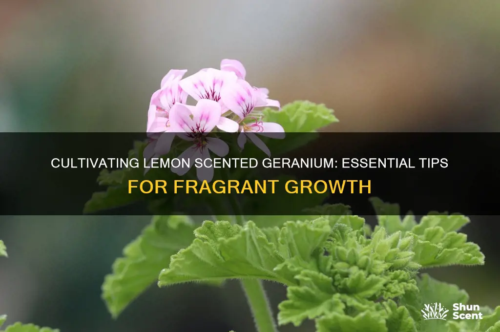 how to grow lemon scented geranium