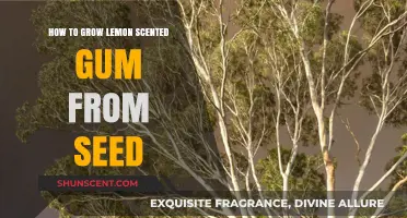 Growing Lemon Scented Gum: A Step-by-Step Seed Propagation Guide