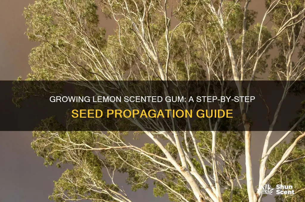 how to grow lemon scented gum from seed