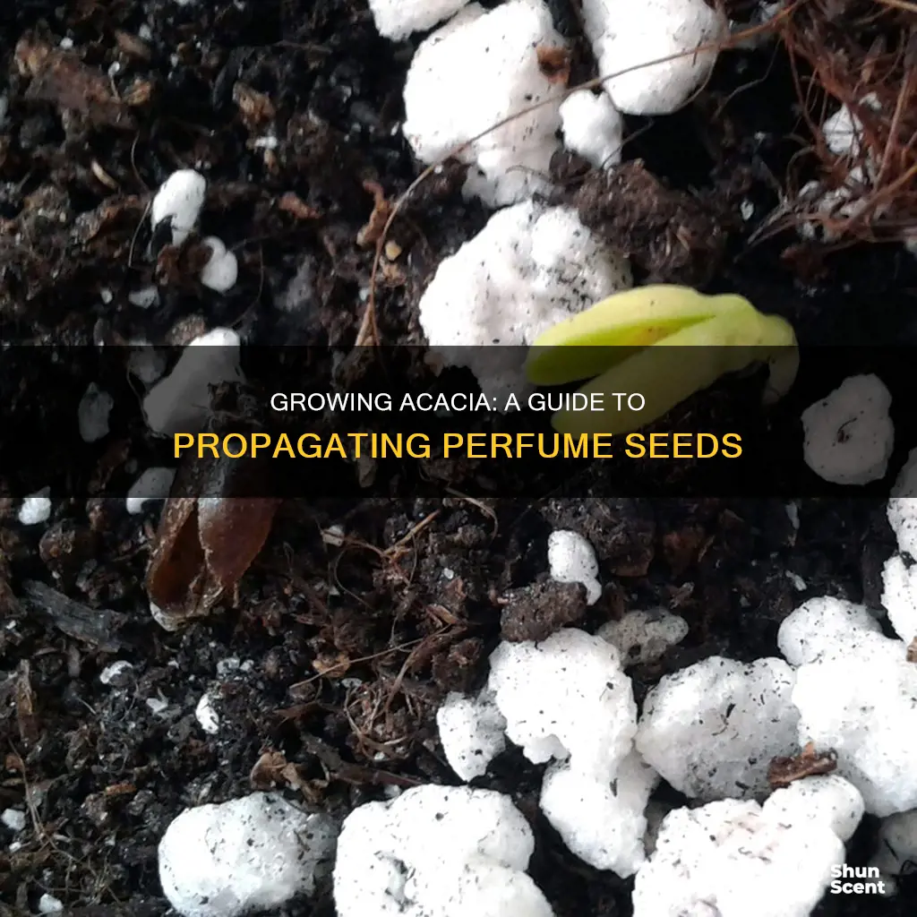 how to grow perfume acacia from seed