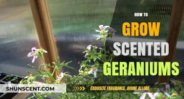 Growing Scented Geraniums: Tips for Fragrant, Healthy Plants at Home