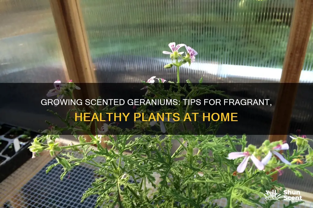 how to grow scented geraniums