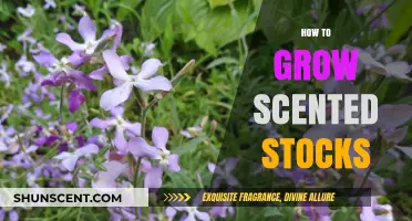 Growing Fragrant Scented Stocks: A Beginner's Guide to Blooming Success