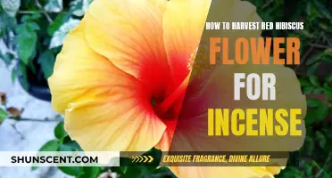 Harvesting Red Hibiscus for Incense: A Step-by-Step Guide