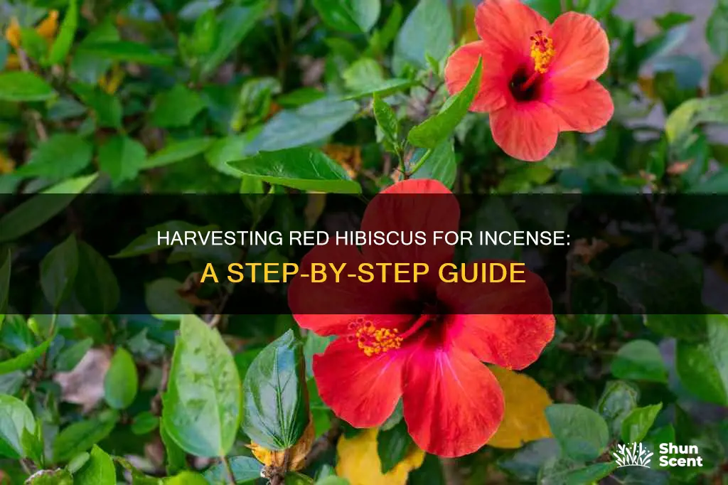 how to harvest red hibiscus flower for incense