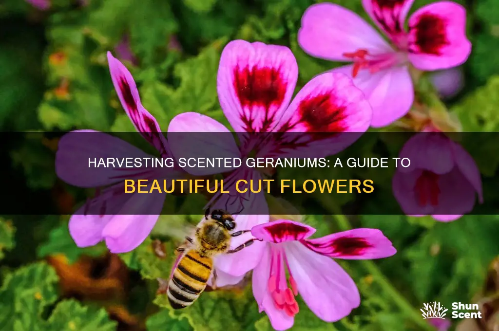 how to harvest scented geranium for cut flowers