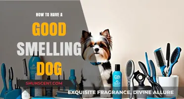 Fresh and Clean: The Ultimate Guide to a Great-Smelling Dog