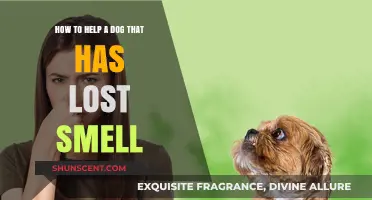 Reviving Scents: How to Help Your Dog Regain Its Sense of Smell