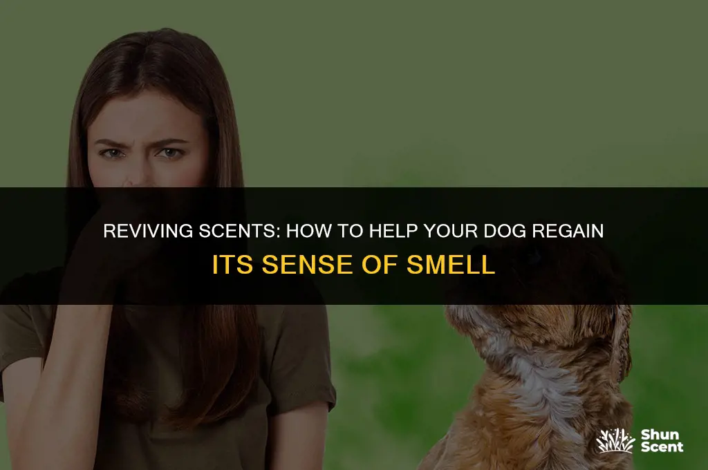 how to help a dog that has lost smell