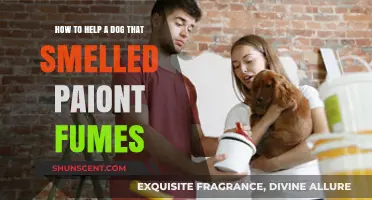 Safeguarding Your Canine Companion: A Guide to Handling Paint Fume Exposure