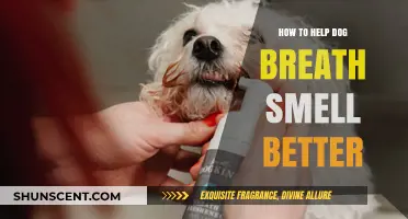 Freshening Fido's Breath: A Guide to Canine Oral Hygiene