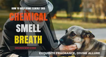 Caring for Your Elderly Dog: Managing Chemical Breath Odor