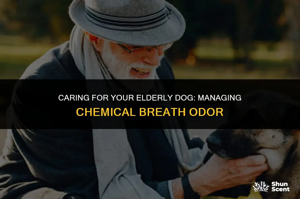 how to help dying elderly dog chemical smell breath