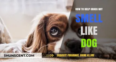 Freshen Up Your Lawn: Tips to Eliminate Dog Odor from Grass