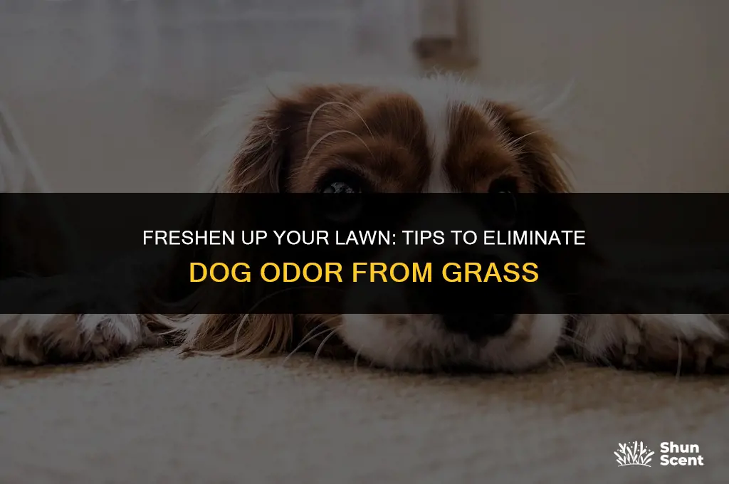 how to help grass not smell like dog