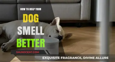 Freshen Up Your Furry Friend: Tips for a Better-Smelling Dog