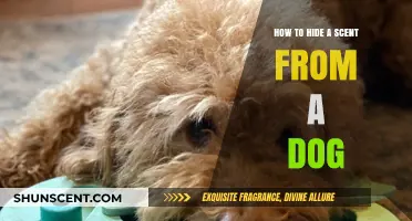 Effective Strategies to Conceal Scents and Outsmart Your Dog's Nose