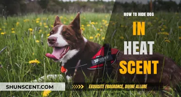 Effective Tips to Conceal Your Dog's Heat Scent from Males
