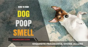 Effective Ways to Neutralize Dog Poop Odor in Your Home