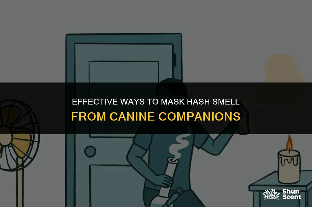 how to hide hash smell from dogs