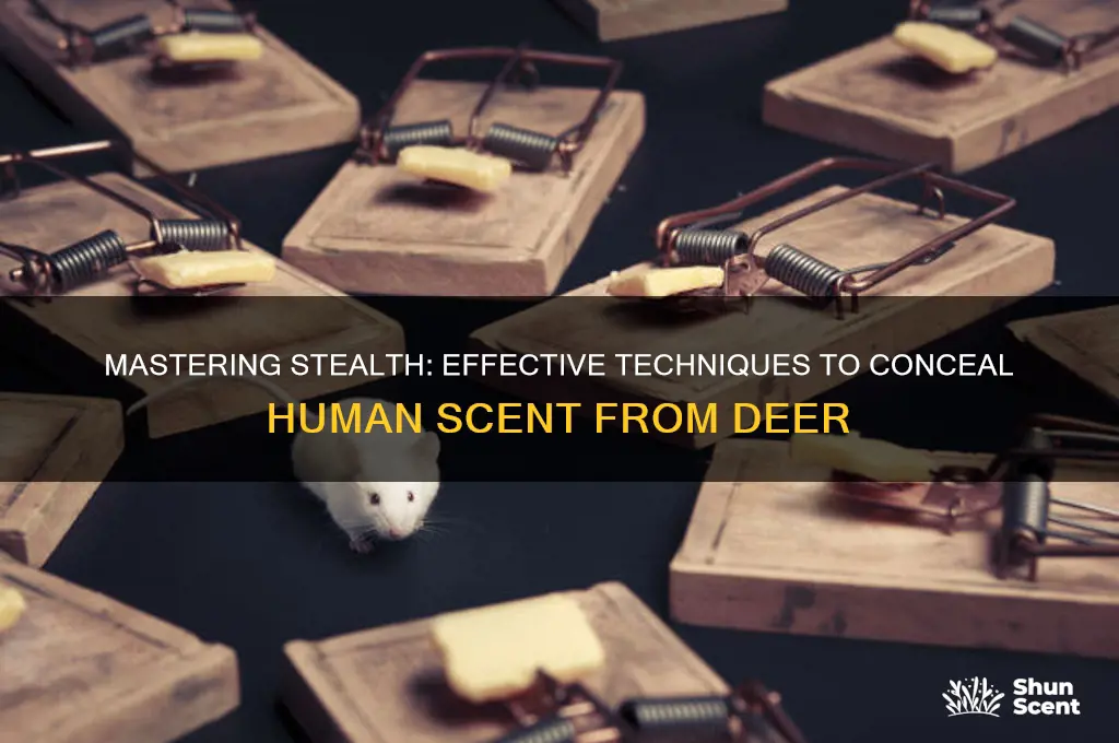 how to hide human scent from deer