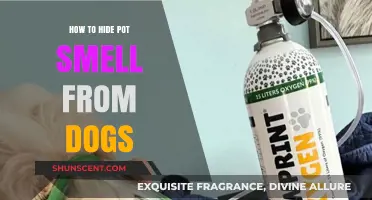 Effective Ways to Mask Pot Odor from Your Canine Companions