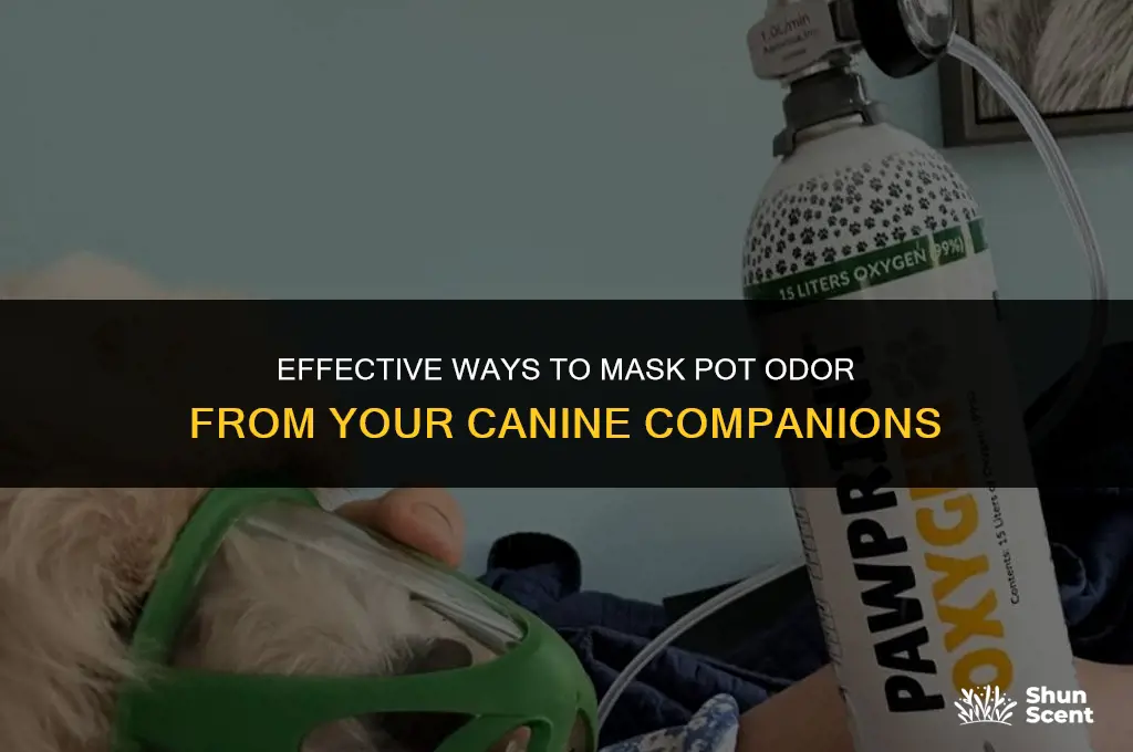 how to hide pot smell from dogs