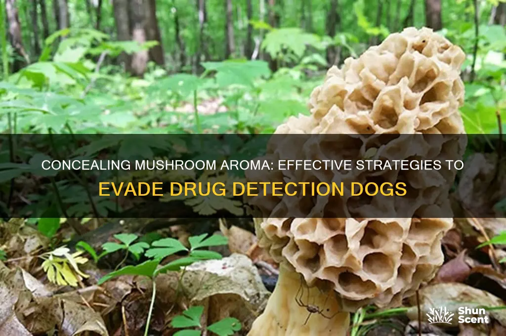 how to hide scent of mushrooms from drug dogs