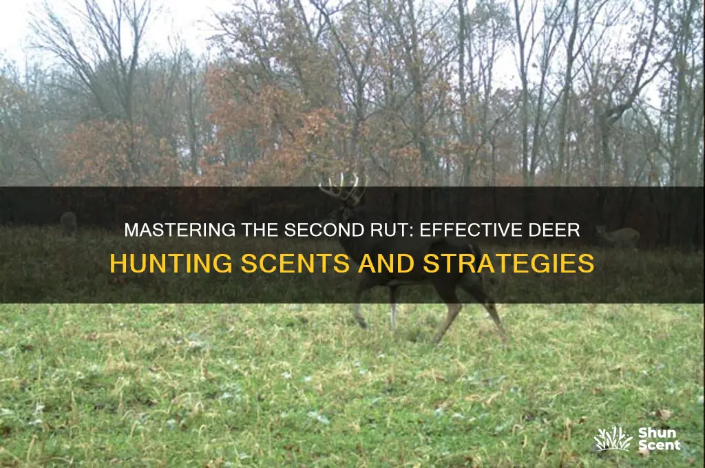 how to hunt 2nd rut with scents