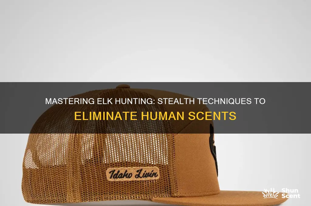 how to hunt elk with no scents