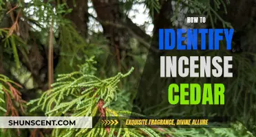 Identifying Incense Cedar: A Guide to Unique Characteristics