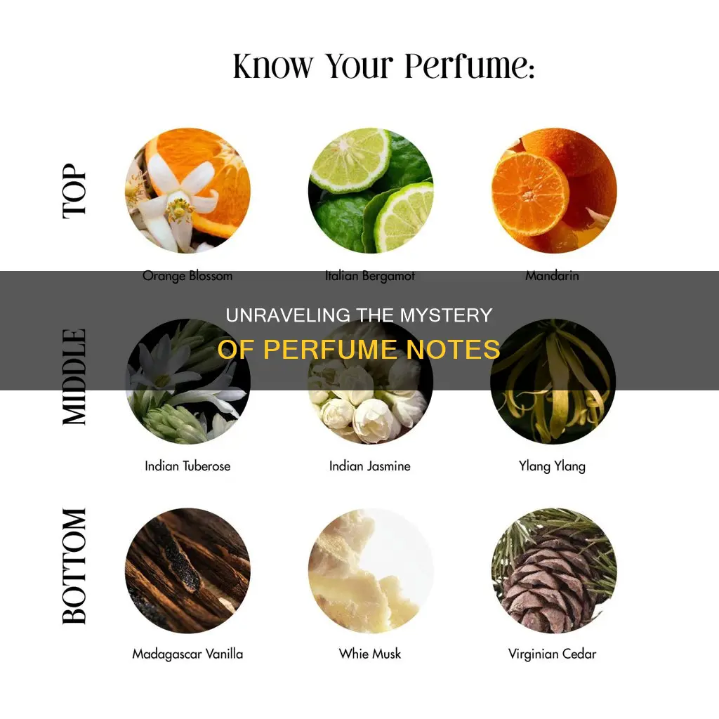 how to identify notes in perfume