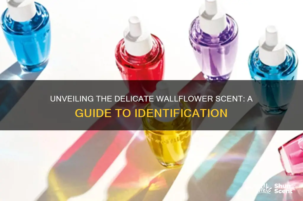 how to identify wallflower scent