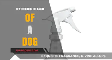 Fresh Air, Fresh Mind: Overcoming Unpleasant Canine Odors