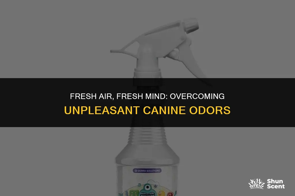 how to ignore the smell of a dog