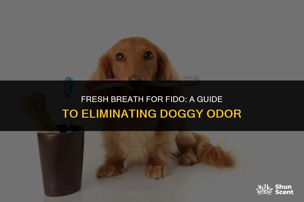 how to illuminate smell from mouth dog