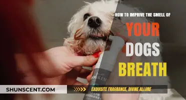 Freshen Up Your Furry Friend's Breath: A Guide to Canine Oral Care